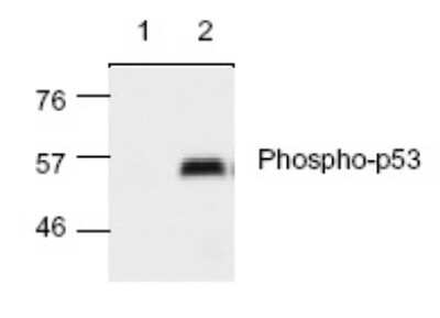 Western Blot: p53 [p Ser15] Antibody [NB100-1913] - Analysis of extract from UV treated (lane 2) and untreated (Lane 1) HeLa cells.